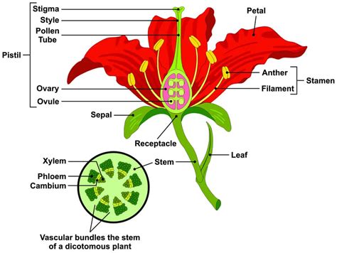 8.1: Flower Anatomy .